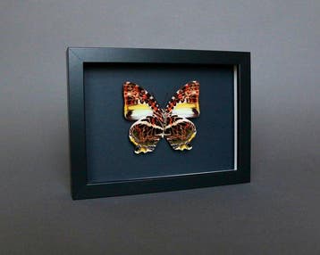 Vlinder Taxidermie volledige montage - Agatasa calydonia -, Antiek en Kunst