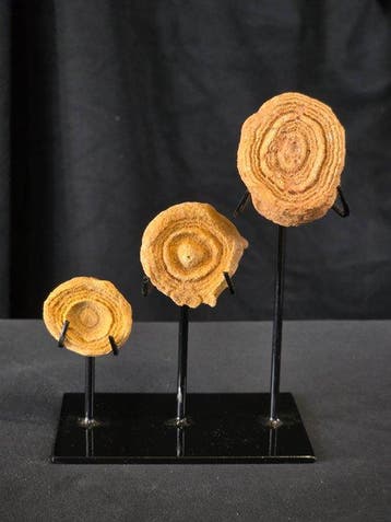 Gefossiliseerd dier - Lot of 3 stromatolites (Zonder