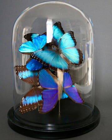 Vlinder Taxidermie volledige montage - Morpho peleides x, Nieuw