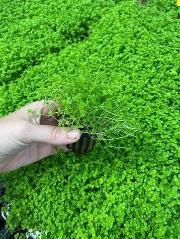 Micranthemum Monte Carlo (Aquariumplanten), Verzenden, Plant(en), Steen of Hout