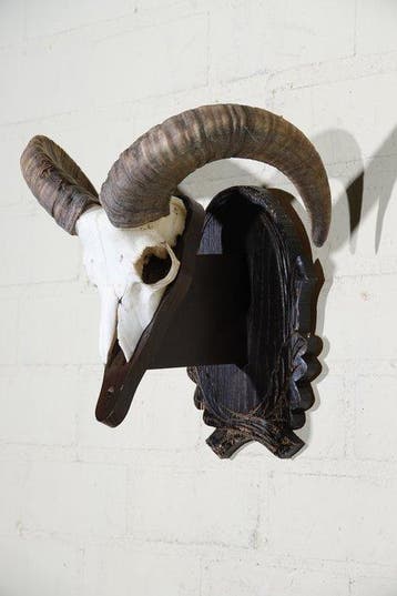Mouflon Schedel - Ovis a musimon - 0 cm - 36 cm - 0 cm-, Collections