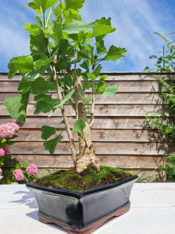 Ginkgo bonsai (Ginkgo biloba) - Hoogte (boom): 35 cm -