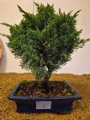 Jeneverbes bonsai (Juniperus) - Hoogte (boom): 30 cm -