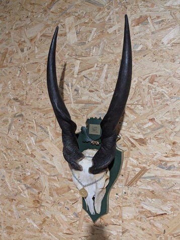 Éland Support mural pour taxidermie - Taurotrragus oryx -