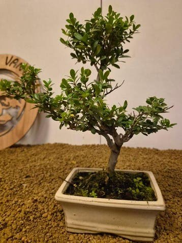 Japanese holly bonsai (Ilex crenata) - Hoogte (boom): 25 cm