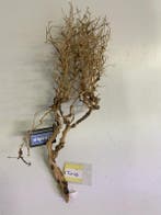 ThaiWood Yellow selected tw43 - 55x22x18 cm (Thai wood), Ophalen of Verzenden, Nieuw, Plant(en), Steen of Hout