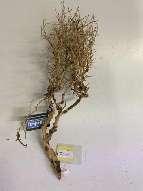 ThaiWood Yellow selected tw43 - 55x22x18 cm (Thai wood), Dieren en Toebehoren, Vissen | Aquaria en Toebehoren, Plant(en), Steen of Hout