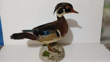 Eend-bruid Taxidermie volledige montage - Aix sponsa - 35 cm, Nieuw