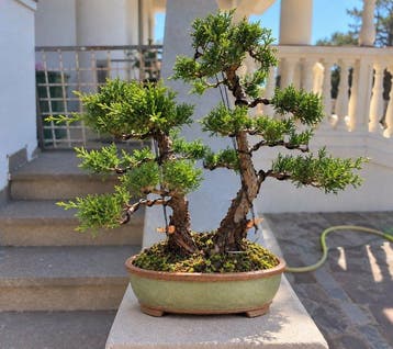 Jeneverbes bonsai (Juniperus) - Hoogte (boom): 36 cm -