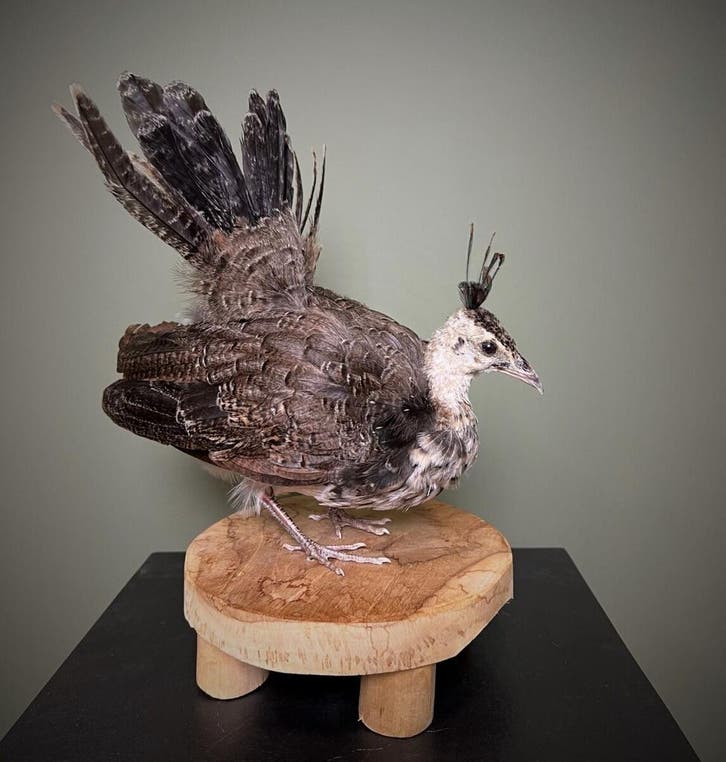 Pauw Kuiken Taxidermie Opgezette Dieren By Max, Collections, Collections Animaux, Enlèvement ou Envoi