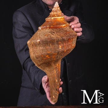 Werelds grootste gastropode met zeldzaam onbeschadigd