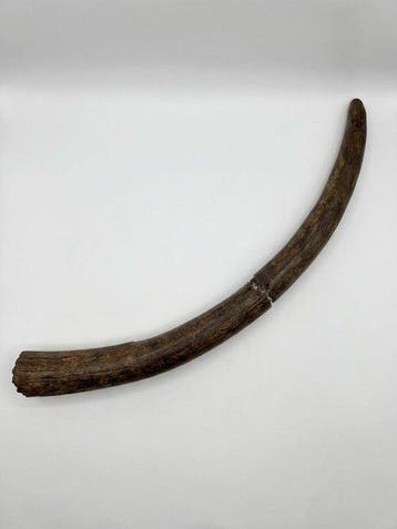 Zoogdier - Gefossiliseerde slagtand - Stegodon