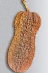 Violina Butternut zaden, Nieuw