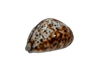 Wolken-Tiger-Kauri: Cypraea tigris f. Wolkenmuster (80 mm) –, Antiek en Kunst