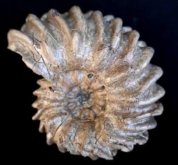 Ammonite de Troyes - Coquillage fossilisé - Hoplites