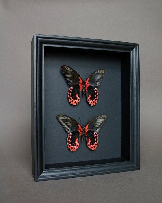 Vlinder Taxidermie volledige montage - Papilio rumanzovia -, Verzamelen, Dierenverzamelingen