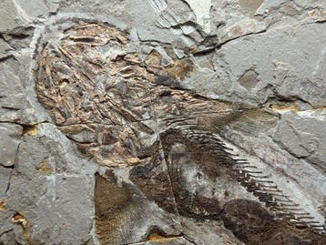 Voortreffelijke vis - Gefossiliseerd dier - Sundaichthys, Verzamelen