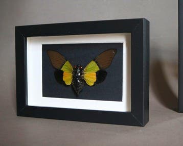 Insecte Support de corps entier pour taxidermie - Cigale, Antiek en Kunst