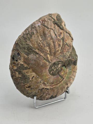 Ammoniet - Gefossiliseerd dier - Cleoniceras Ammonite Fossil, Collections, Minéraux & Fossiles