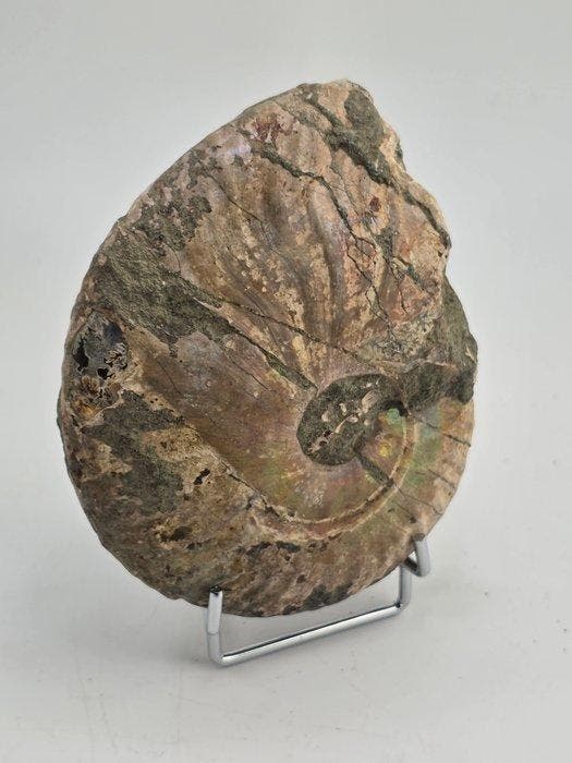 Ammoniet - Gefossiliseerd dier - Cleoniceras Ammonite Fossil, Collections, Minéraux & Fossiles