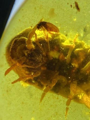 Amber - Barnsteen - Woodlouse in amber - 13.1 mm - 10.6 mm, Verzamelen