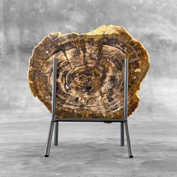 Prachtige plak versteend hout op een op maat gemaakte
