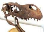 Dinosaurus - Fossiele schedel - Velociraptor mongoliensis -