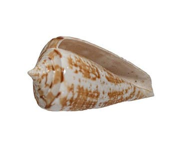 Zeeslak GEM  Skelet - Conus amadis - der Nachtjäger  - 0