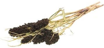 Sorghum SB aren pluimen Natural Brown, Nieuw