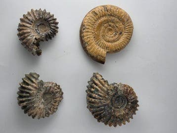 Ammonite - Animal fossilisé - Natural Ammonite Collection –, Verzamelen, Mineralen en Fossielen