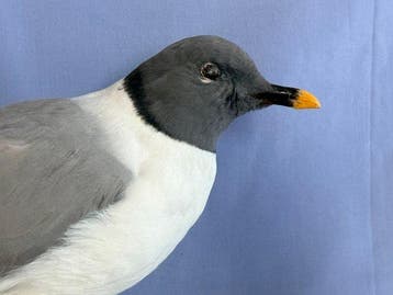 Meeuw van Sabine Taxidermie volledige montage - Xema sabini, Nieuw