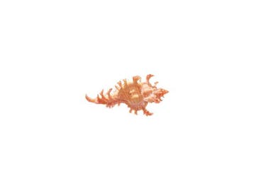 Chicoreus aculeatus beige/rose | Murex épineux - Top GEM
