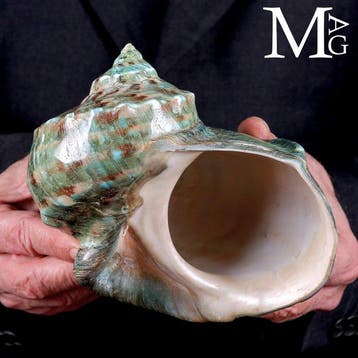 Monumentale Schelp - Turbo marmoratus – Gepolijst – Tahiti -