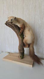 Martre Support de corps entier pour taxidermie - Martes, Verzamelen, Dierenverzamelingen, Nieuw