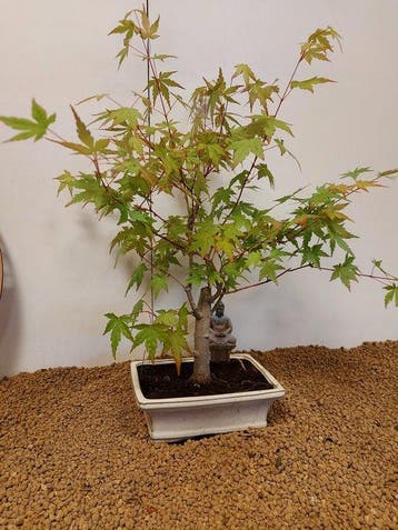 Japanese maple bonsai (Acer palmatum) - Hauteur (arbre) : 43