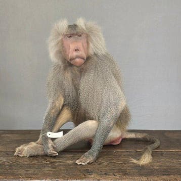 Mantel Baviaan Taxidermie volledige montage - Papio, Verzamelen, Nieuw