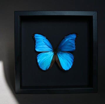 Vlinder Taxidermie volledige montage - Morpho didius - 23 cm