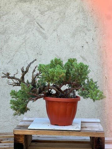 Jeneverbes bonsai (Juniperus) - Hoogte (boom): 18 cm -