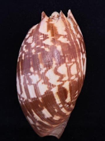 Zeeslak Zeeschelp - S-491 MELO AMPHORA (Zonder minimumprijs)