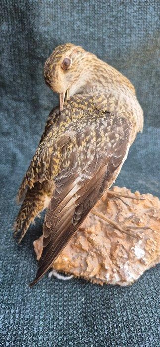 Pluvier argenté Support mural pour taxidermie - Pluvialis, Collections, Collections Animaux