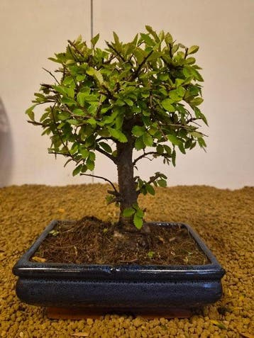Japanese iep bonsai (Zelkova) - Hoogte (boom): 23 cm -