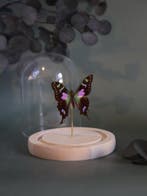 Papillon Support de corps entier pour taxidermie - Véritable