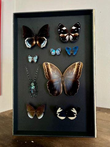 Vlinder Taxidermie volledige montage - Lepidoptera - 39 cm -, Nieuw