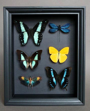 Vlinder Taxidermie volledige montage - Phoebis argante x