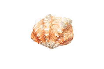 Bivalvia squamosa | Compleet schelpenpaar (2 schelpen) -, Verzamelen, Nieuw