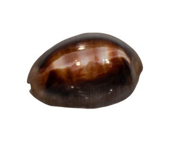 Lyncina ventriculus (Cypraea ventriculus) – 49 mm – Perfecte, Collections