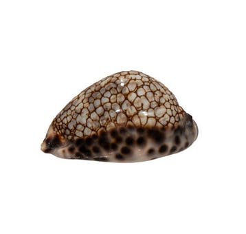 Mauritia histrio (51 mm, Toptoestand GEM) – Een exquisiet, Nieuw