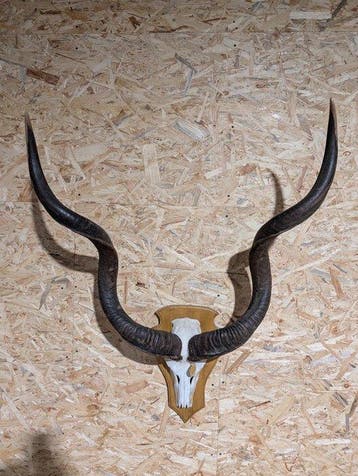 Crâne de kudu géant - Support mural pour taxidermie -, Collections