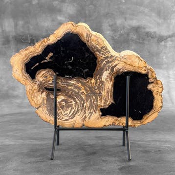 C - Tranche spectaculaire de bois pétrifié sur un socle