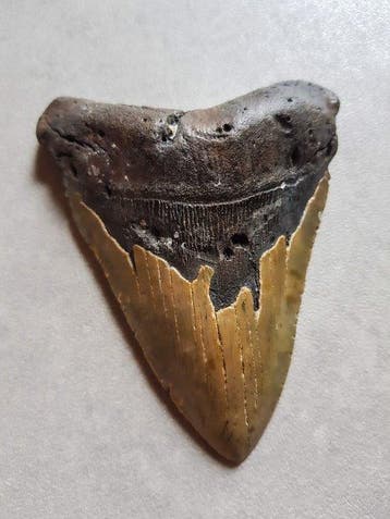 Megalodon - Fossiele tand - 13.5 cm - 10.5 cm